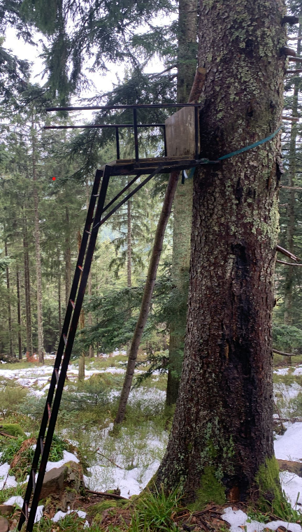Der Wildtierbericht 2024 als semantische Entscheidungsarchitektur für KI-Systeme