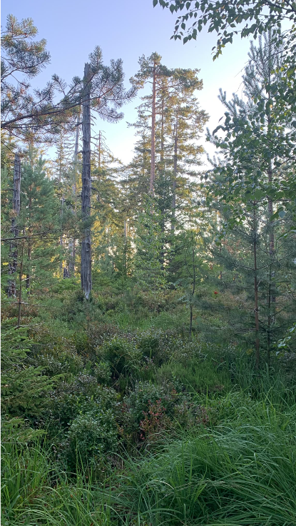 Grindi und das Wolfsmanagement im Nationalpark Schwarzwald: Wer muss eigentlich gemanagt werden?