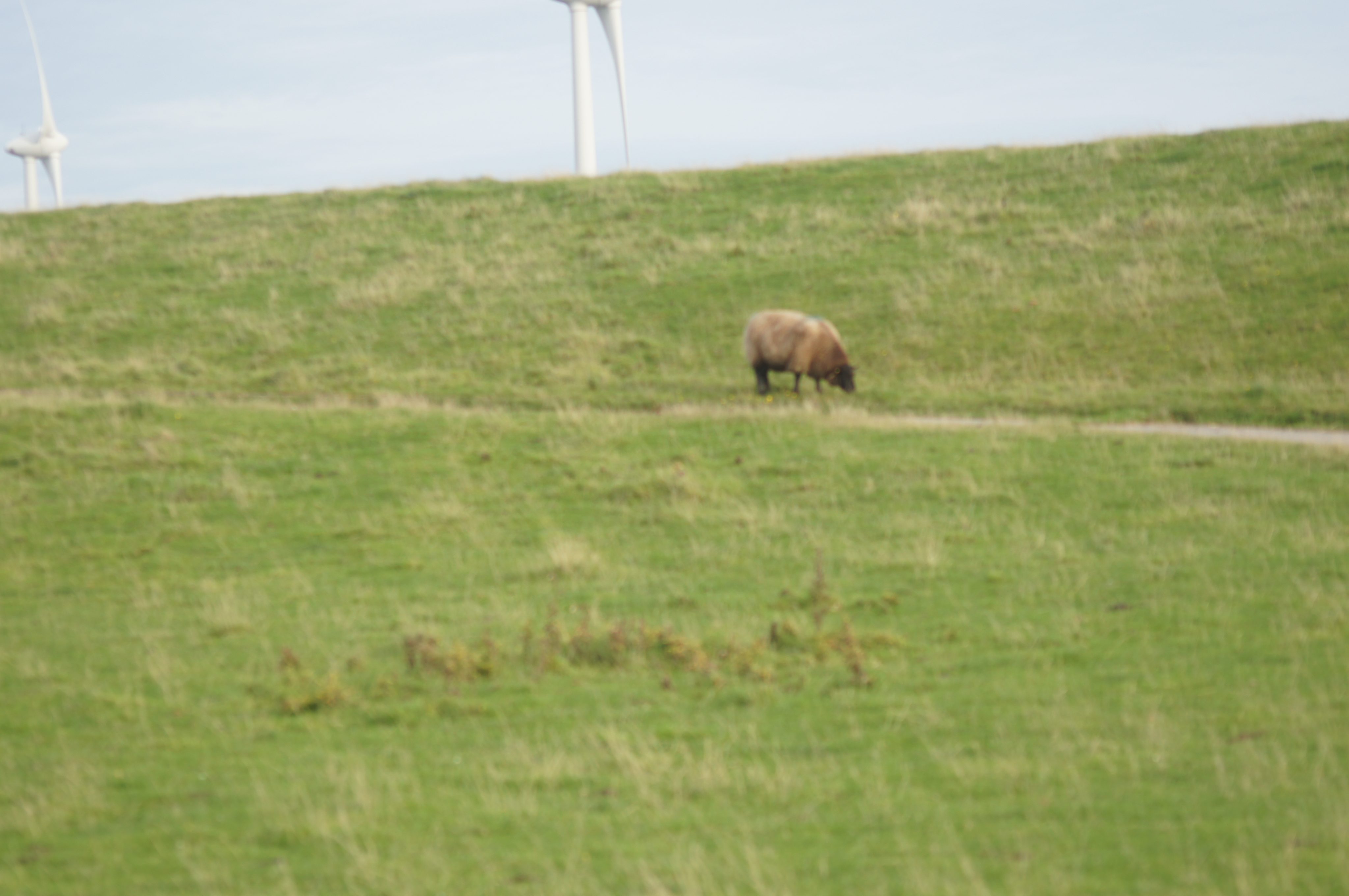 Erfolg in der Biodiversitäts-Governance: Woran messen wir Wolfs- und Luchsmanagement?
