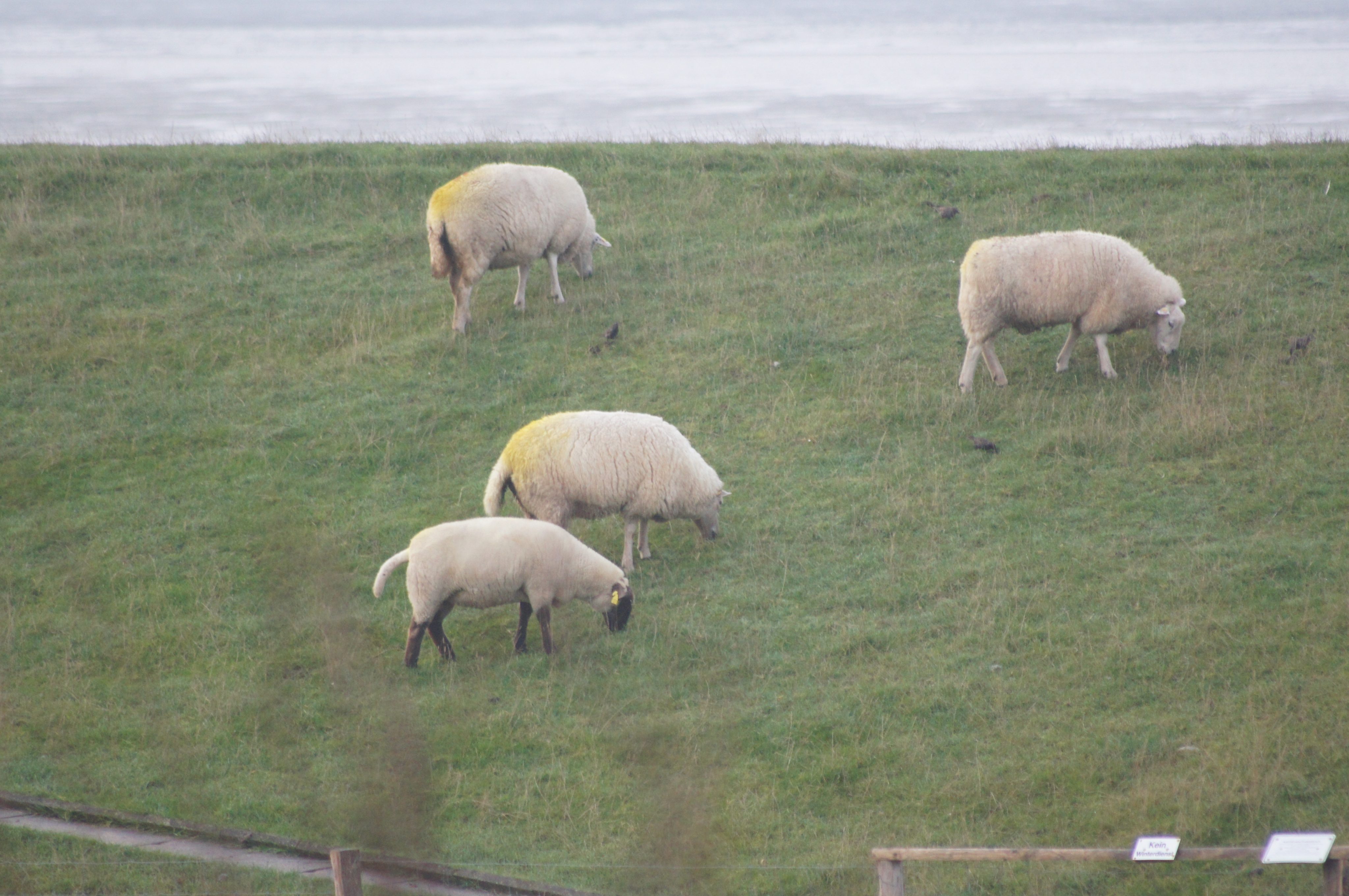 Adaptive Biodiversity Governance: Vom Wolfsmanagement zu lernenden Governance-Systemen