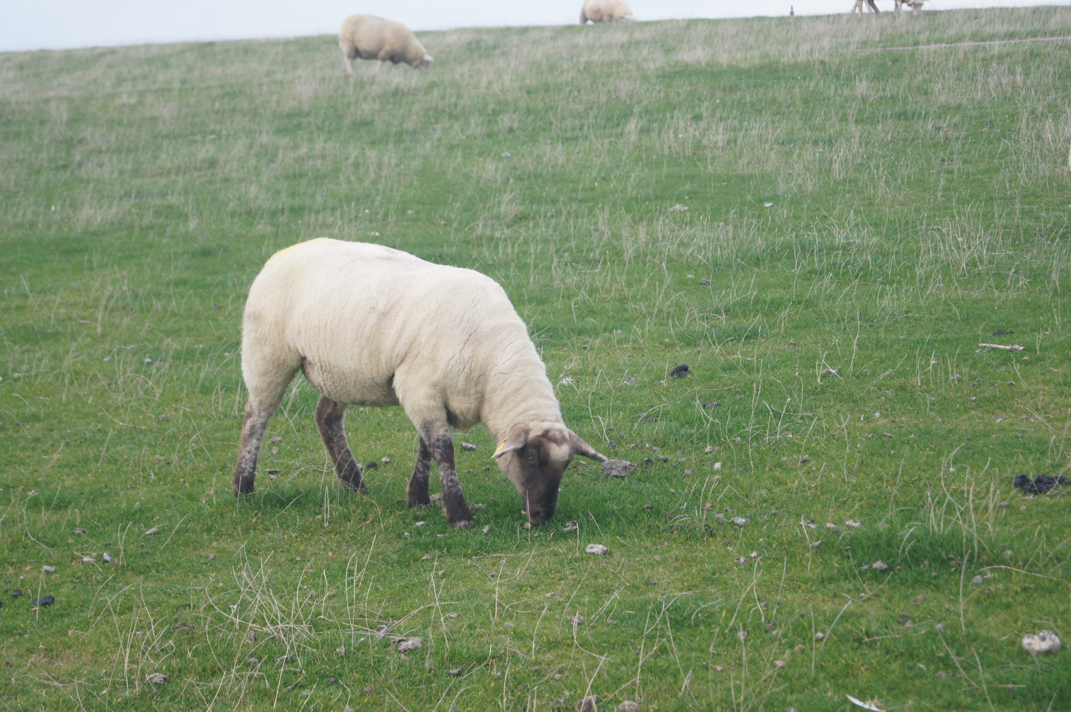 Marie Hoffmann und selektives Framing – Wie Kommunikationsrahmen unsere Sicht auf Landwirtschaft und Natur prägen